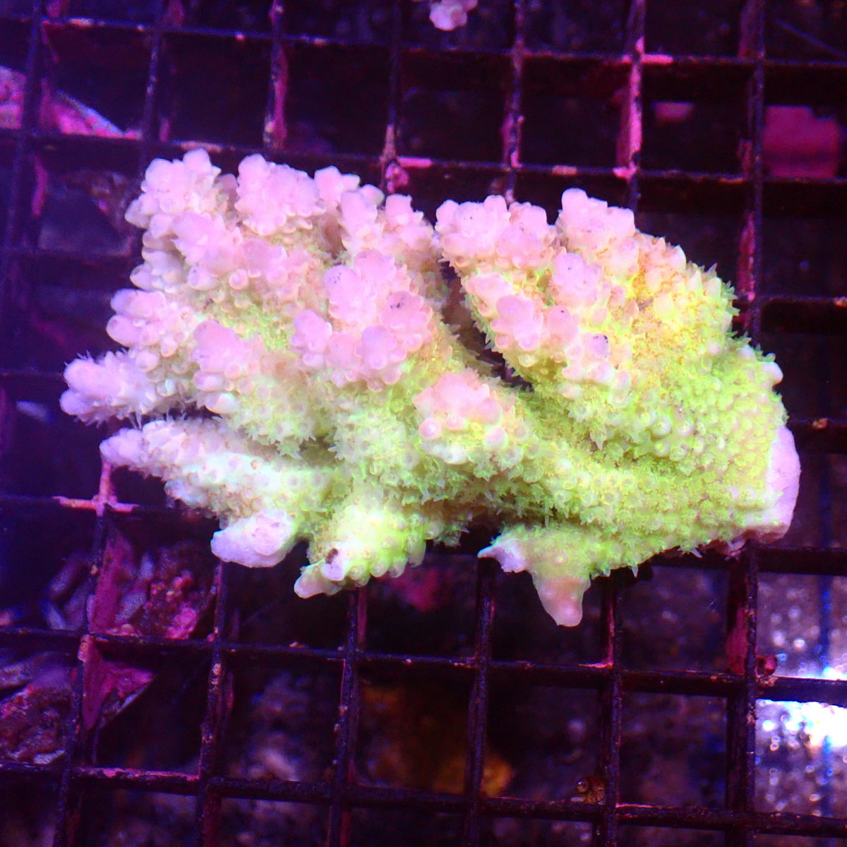 Acropora (SPS) AA065 | Acropora sp. - Red Sea 15K