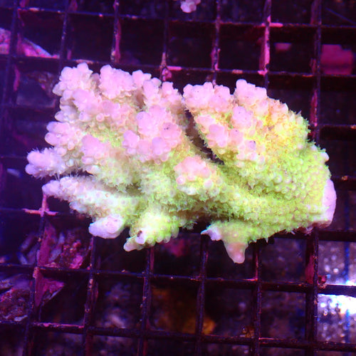 Acropora (SPS) AA065 | Acropora sp. - Red Sea 15K