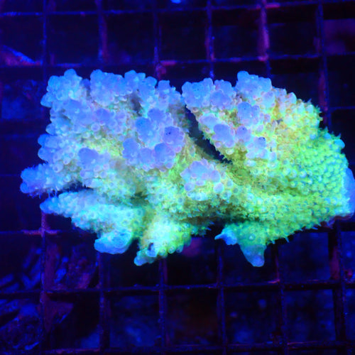 Acropora (SPS) AA065 | Acropora sp. - Red Sea 20K LED