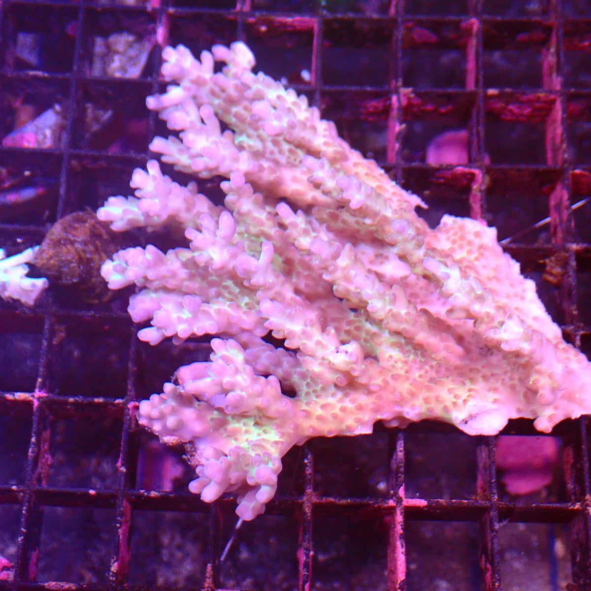 Acropora (SPS) AA066 | Acropora sp. - Red Sea 15K