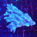 Acropora (SPS) AA066 | Acropora sp. - Red Sea 20K LED