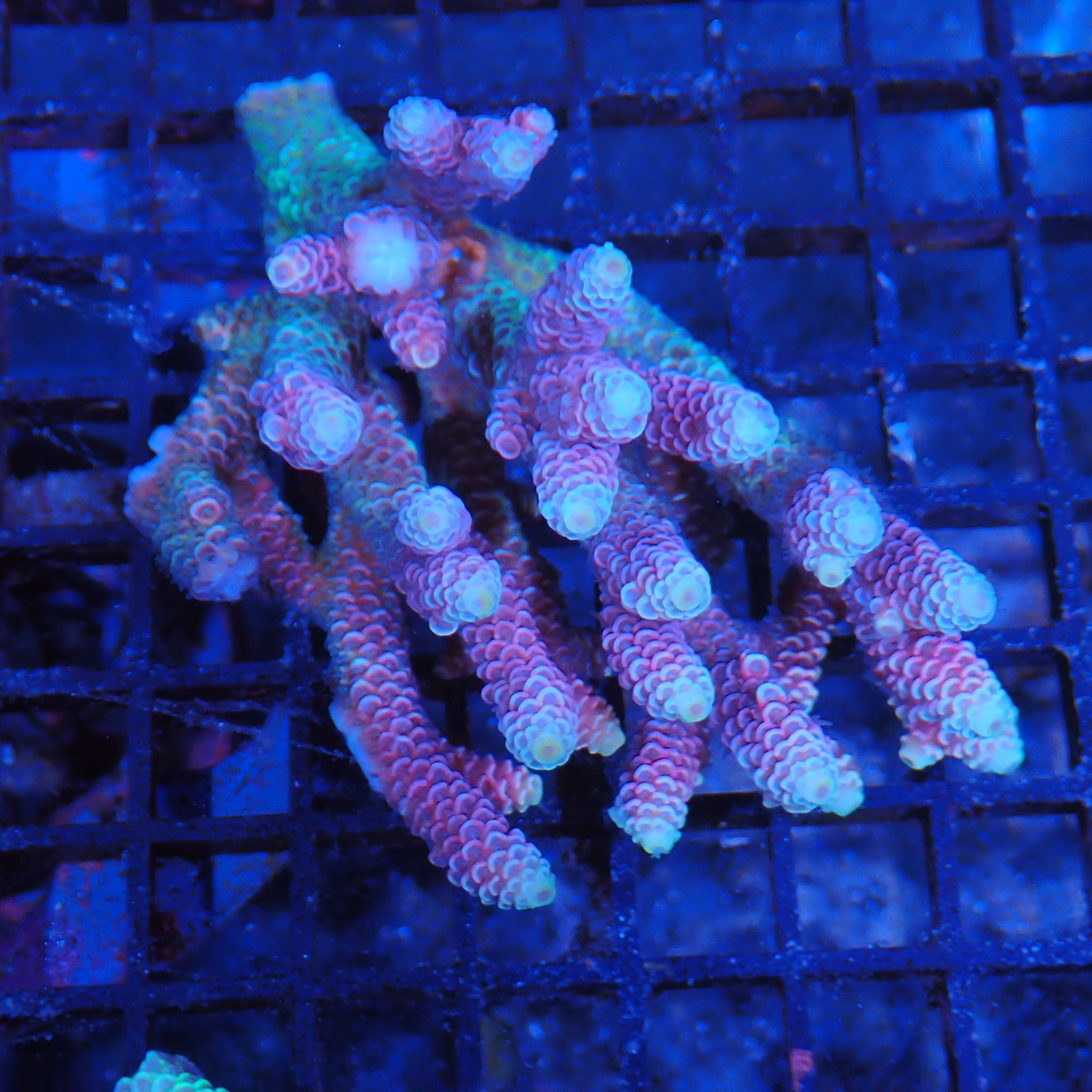 Acropora (SPS) AA007 | Acropora sp.