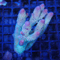 Acropora (SPS) AA008 | Acropora sp.