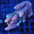 Acropora (SPS) AA011 | Acropora sp.