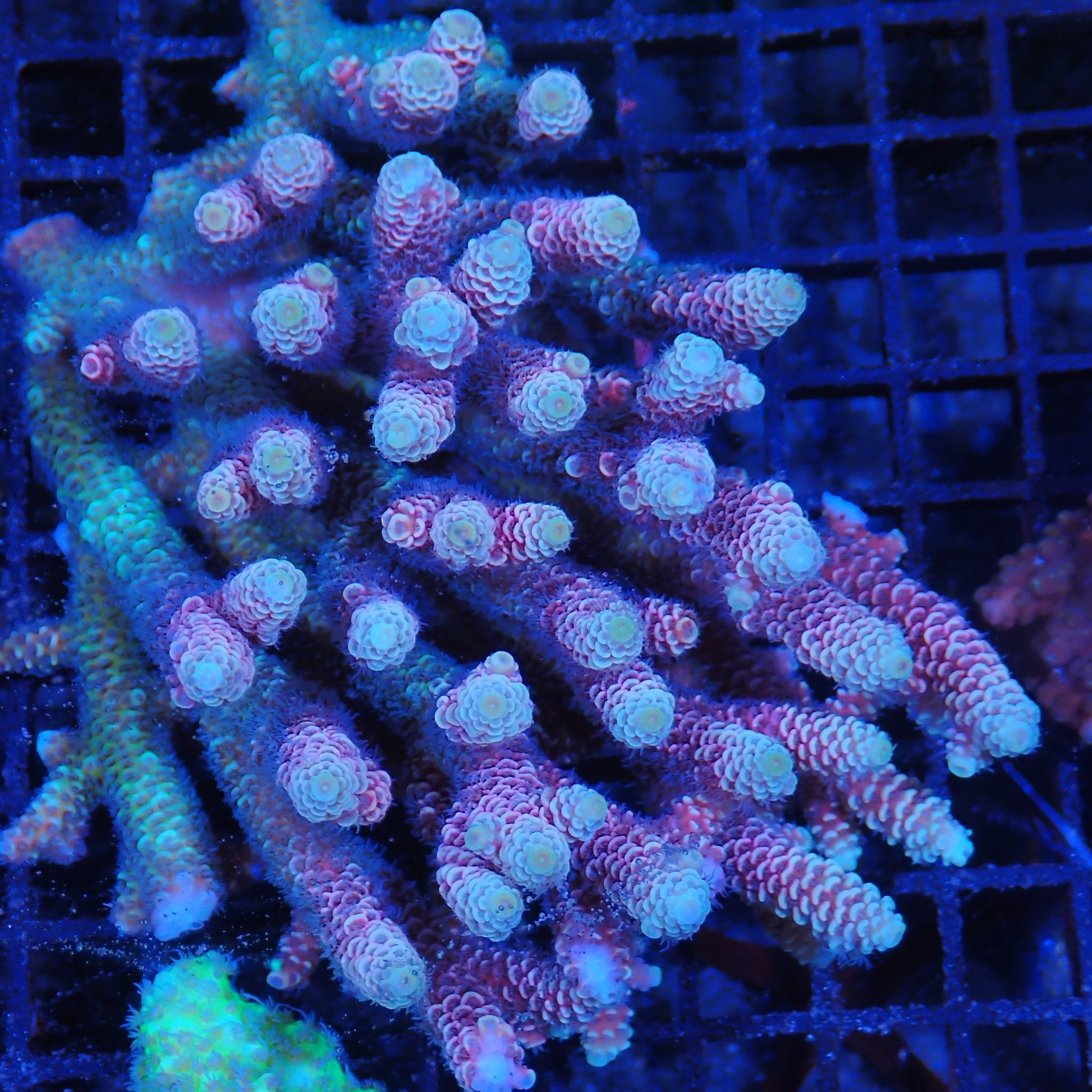 Acropora (SPS) AA014 | Acropora sp.