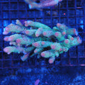 Acropora (SPS) AA019 | Acropora sp.