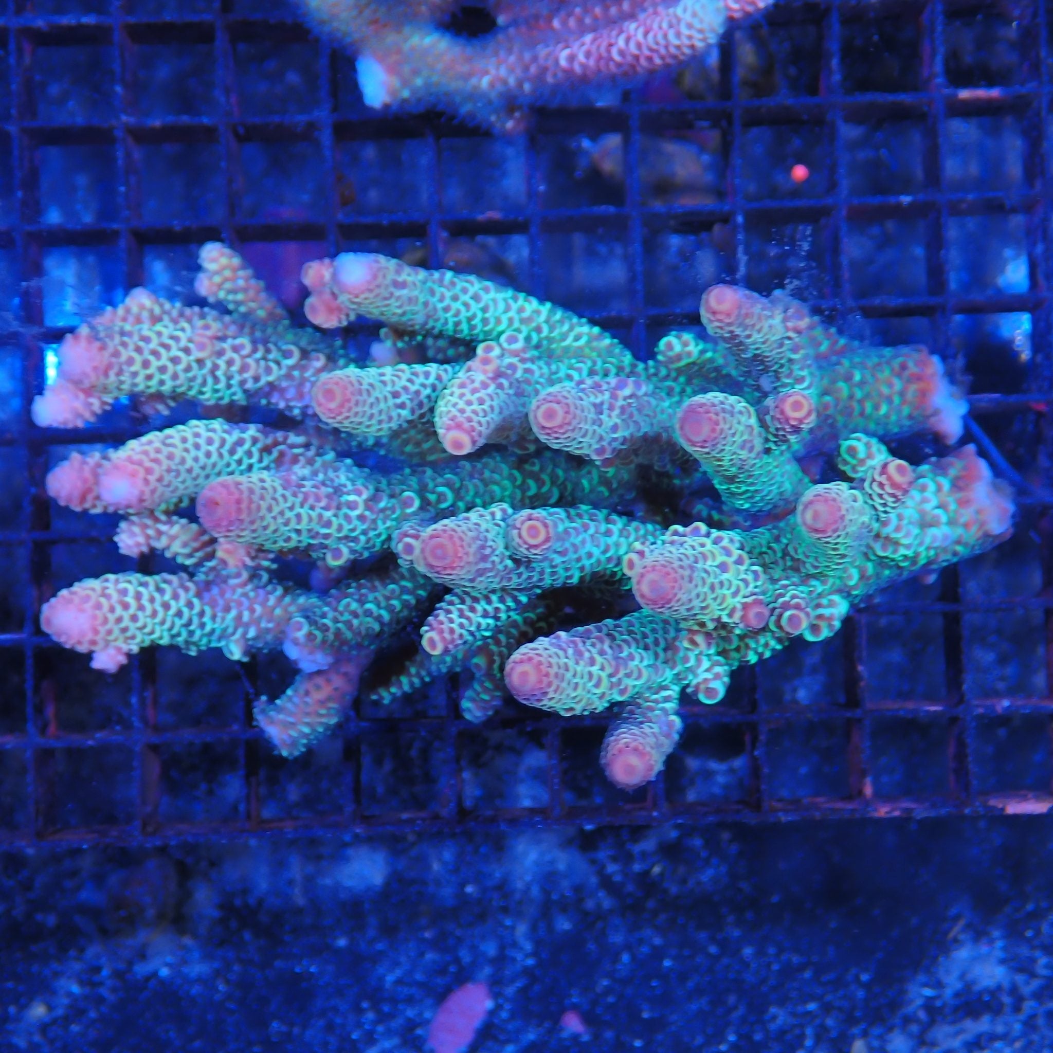 Acropora (SPS) AA019 | Acropora sp.
