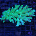 Acropora (SPS) AA046 | Acropora sp.