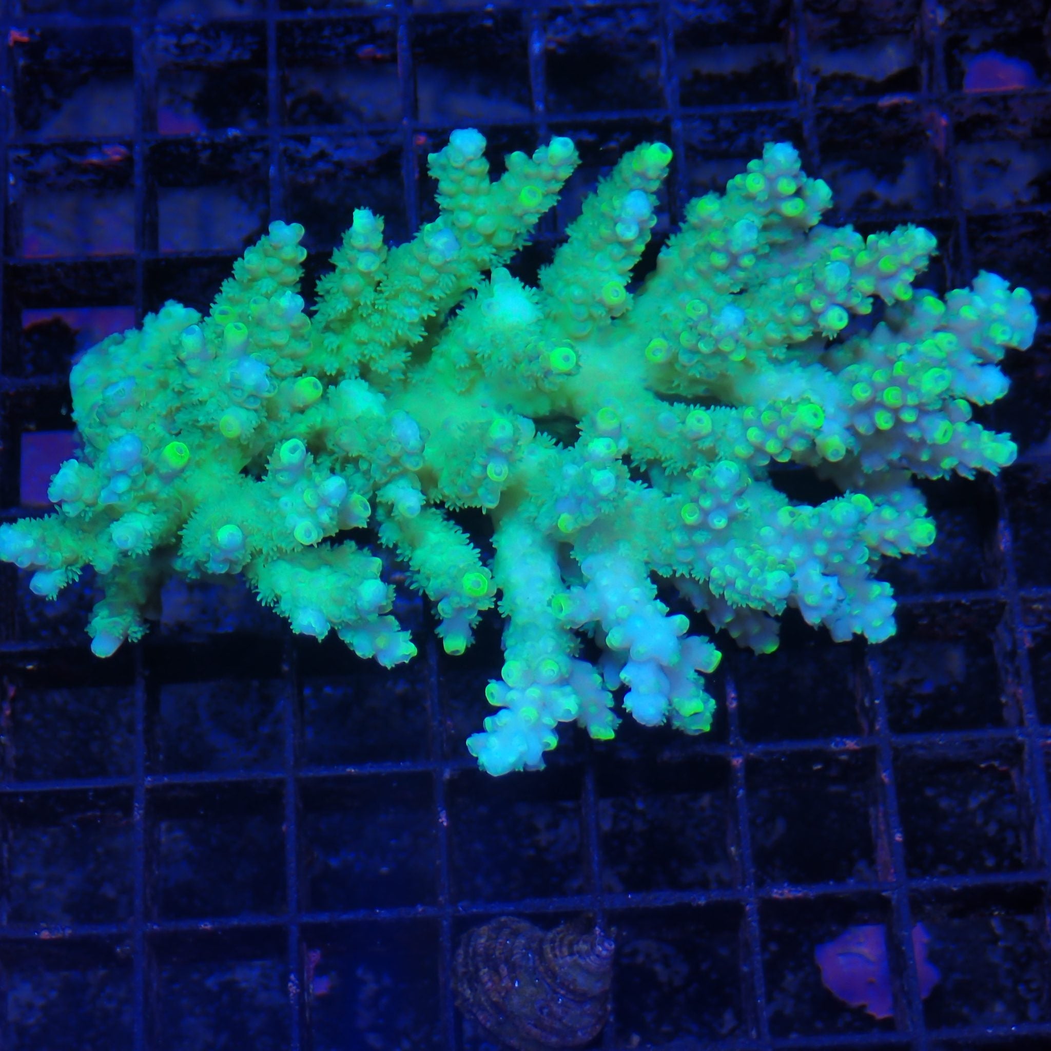 Acropora (SPS) AA046 | Acropora sp.