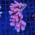 Acropora (SPS) AA018 | Acropora sp.
