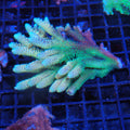 Acropora (SPS) AA023 | Acropora sp.
