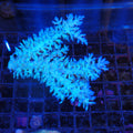 Acropora (SPS) AA037 | Acropora sp.