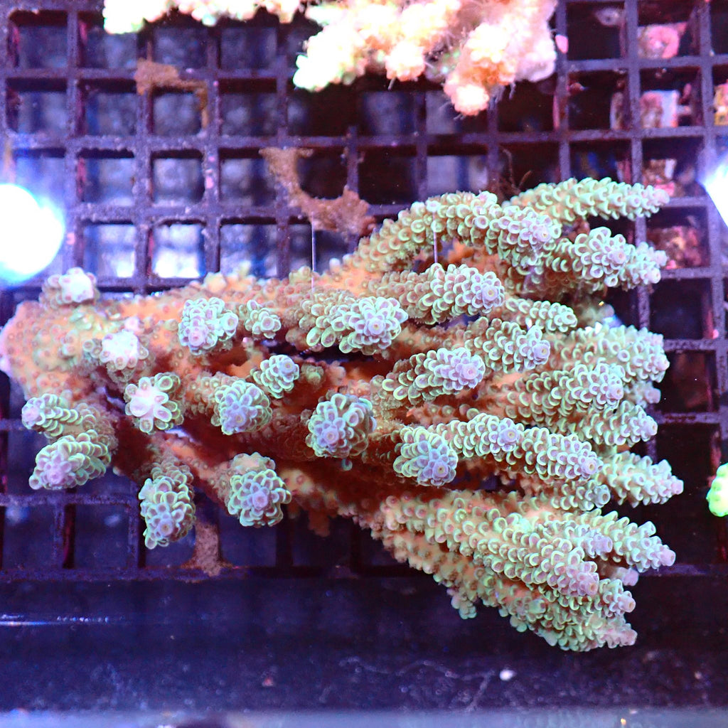 Acropora (SPS) AA001 | Acropora sp. - Red Sea 15K