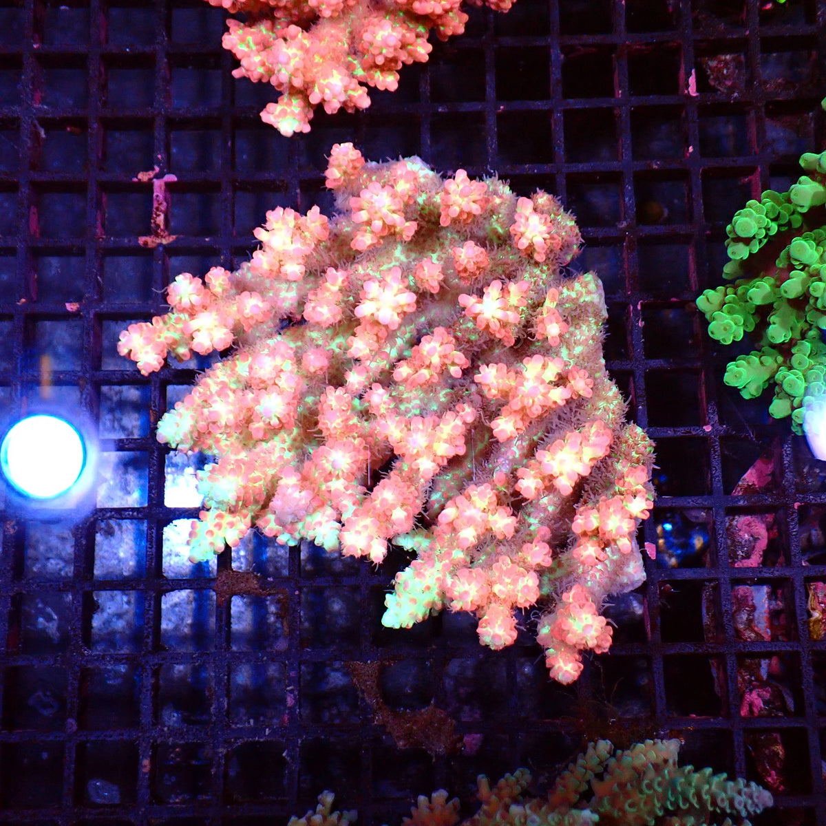 Acropora (SPS) AA002 | Acropora sp. at ← Red Sea 15k