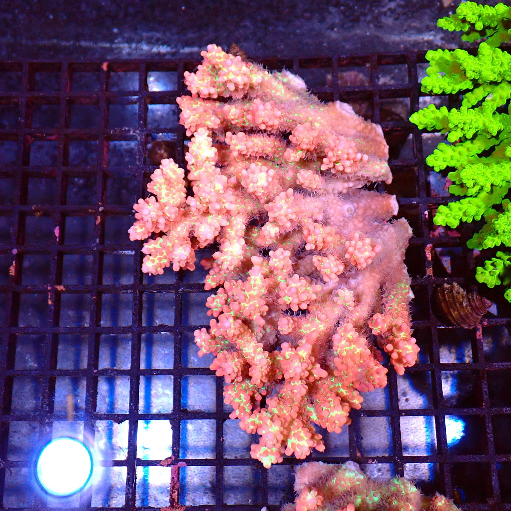 Acropora (SPS) AA003 | Acropora sp. - Red Sea 15K