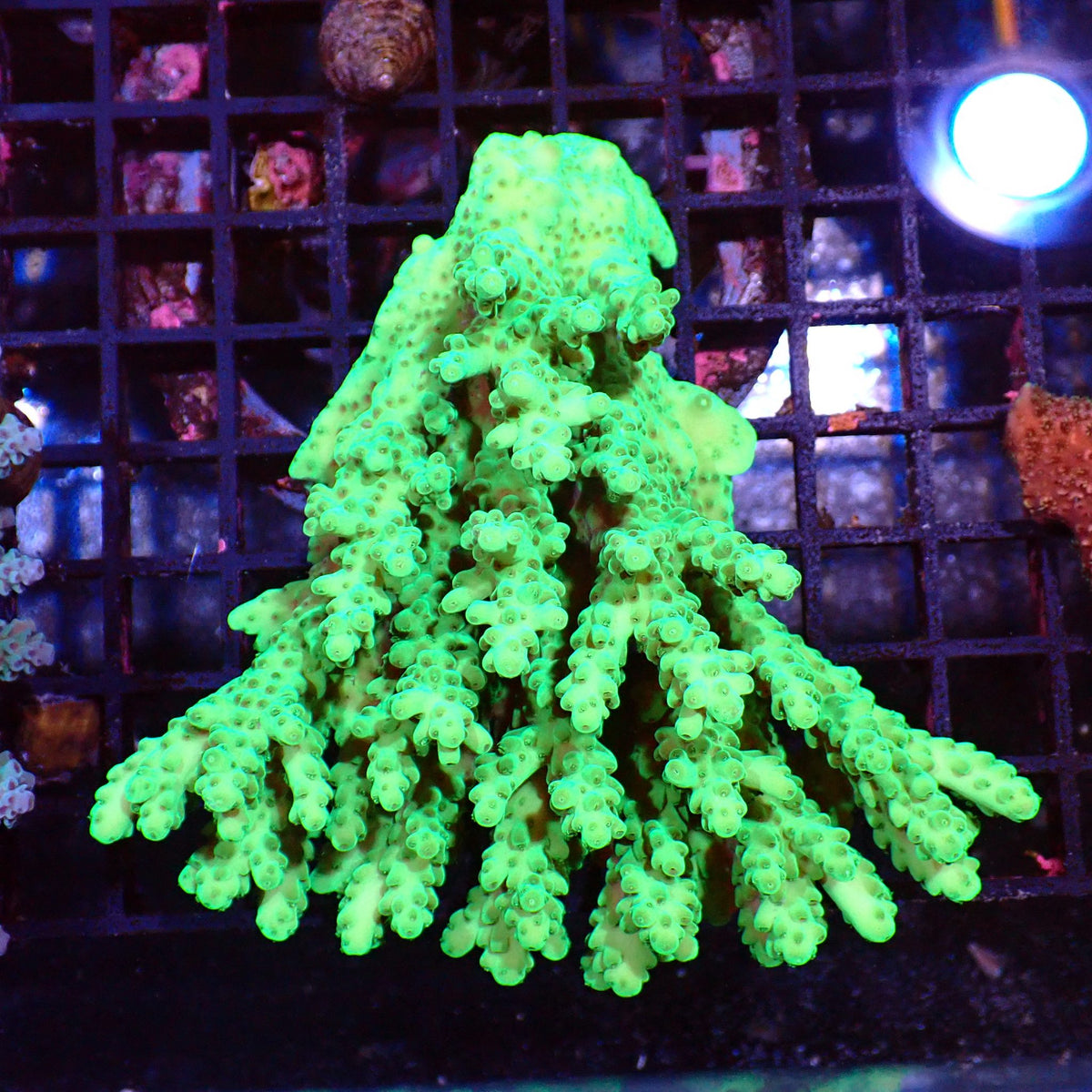 Acropora (SPS) AA004 | Acropora sp. at ← Red Sea 15k