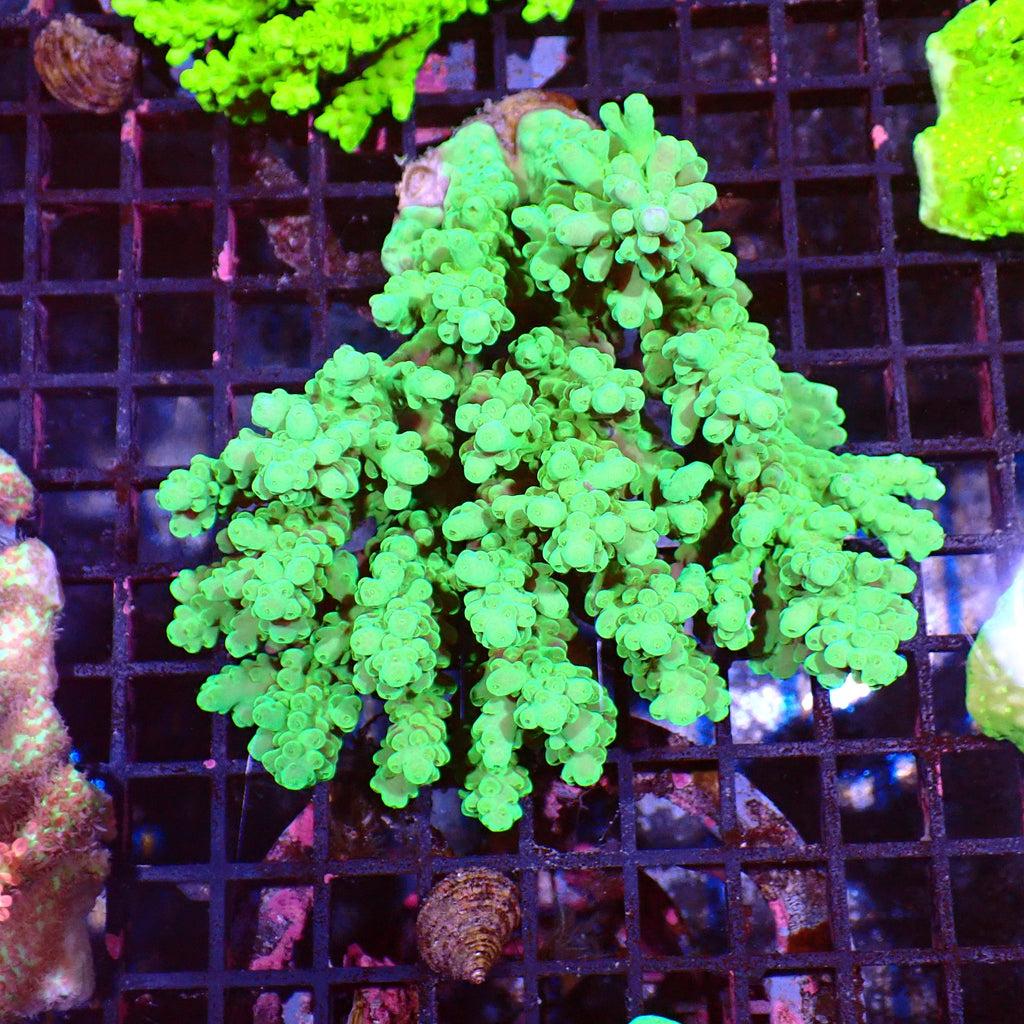 Acropora (SPS) AA005 | Acropora sp. - Red Sea 15K