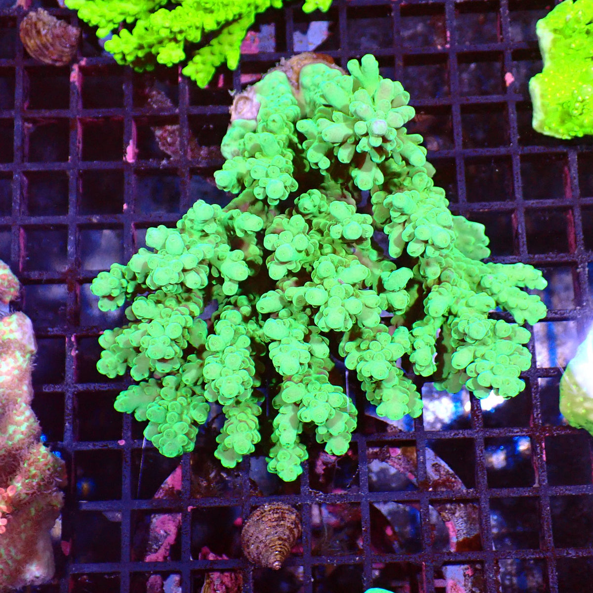 Acropora (SPS) AA005 | Acropora sp. at ← Red Sea 15k