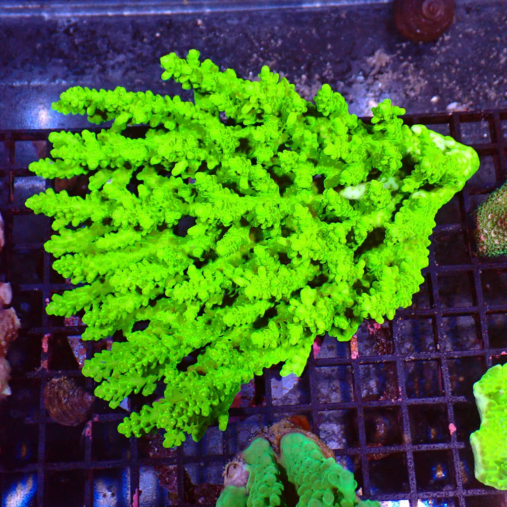 Acropora (SPS) AA006 | Acropora sp. - Red Sea 15K