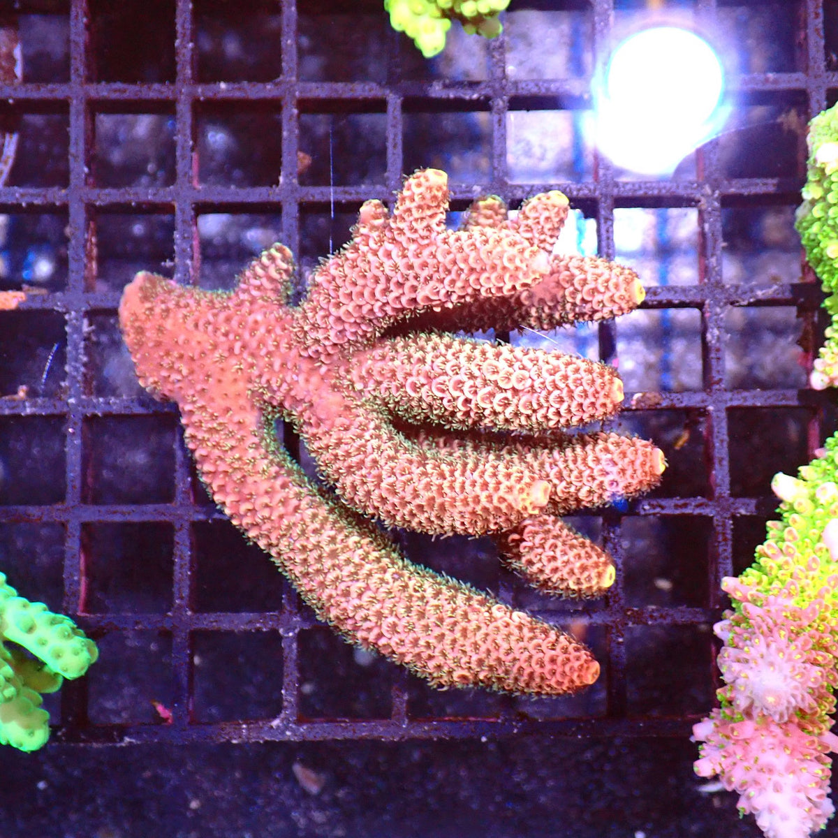 Acropora (SPS) AA007 | Acropora sp. at ← Red Sea 15k
