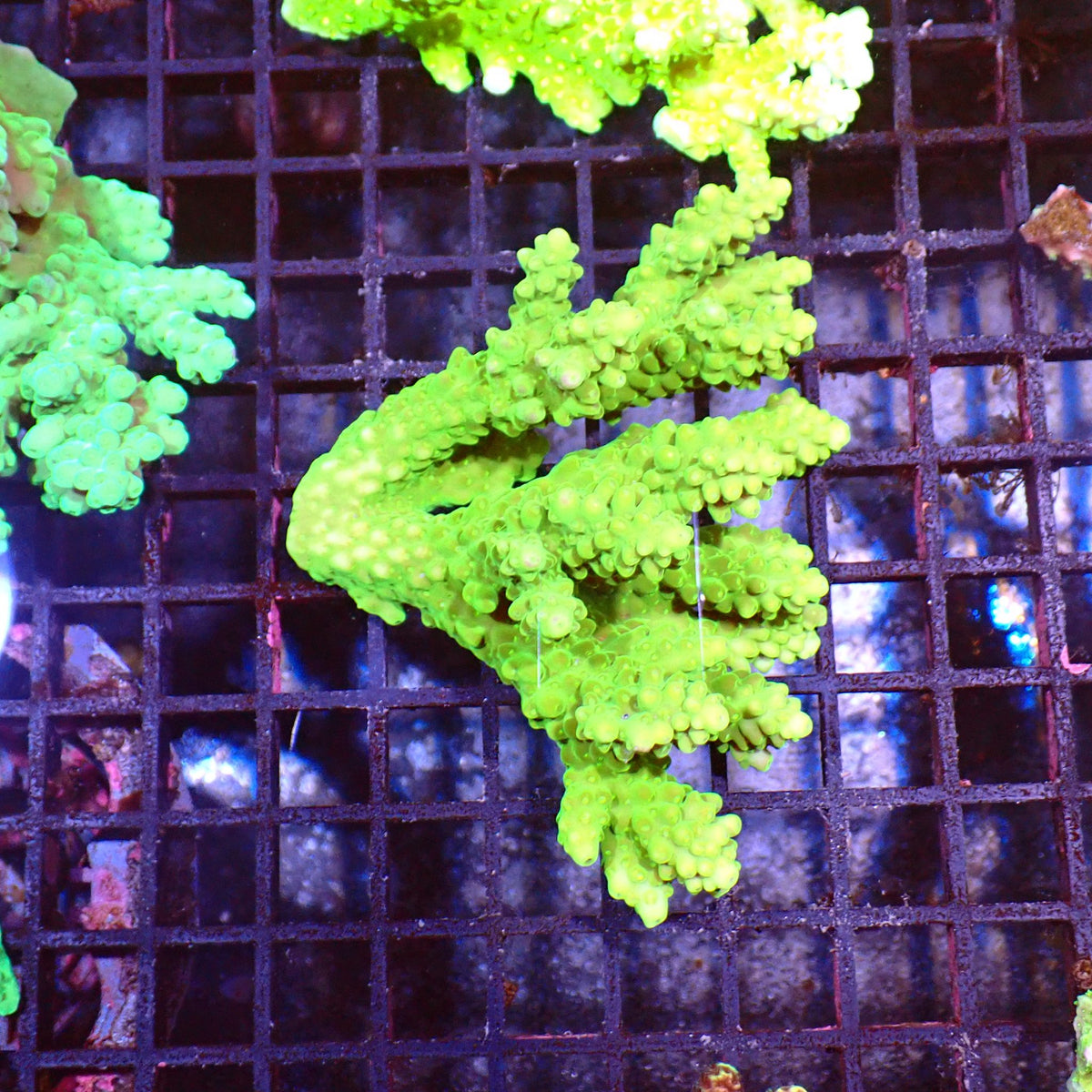 Acropora (SPS) AA008 | Acropora sp. - Red Sea 15K