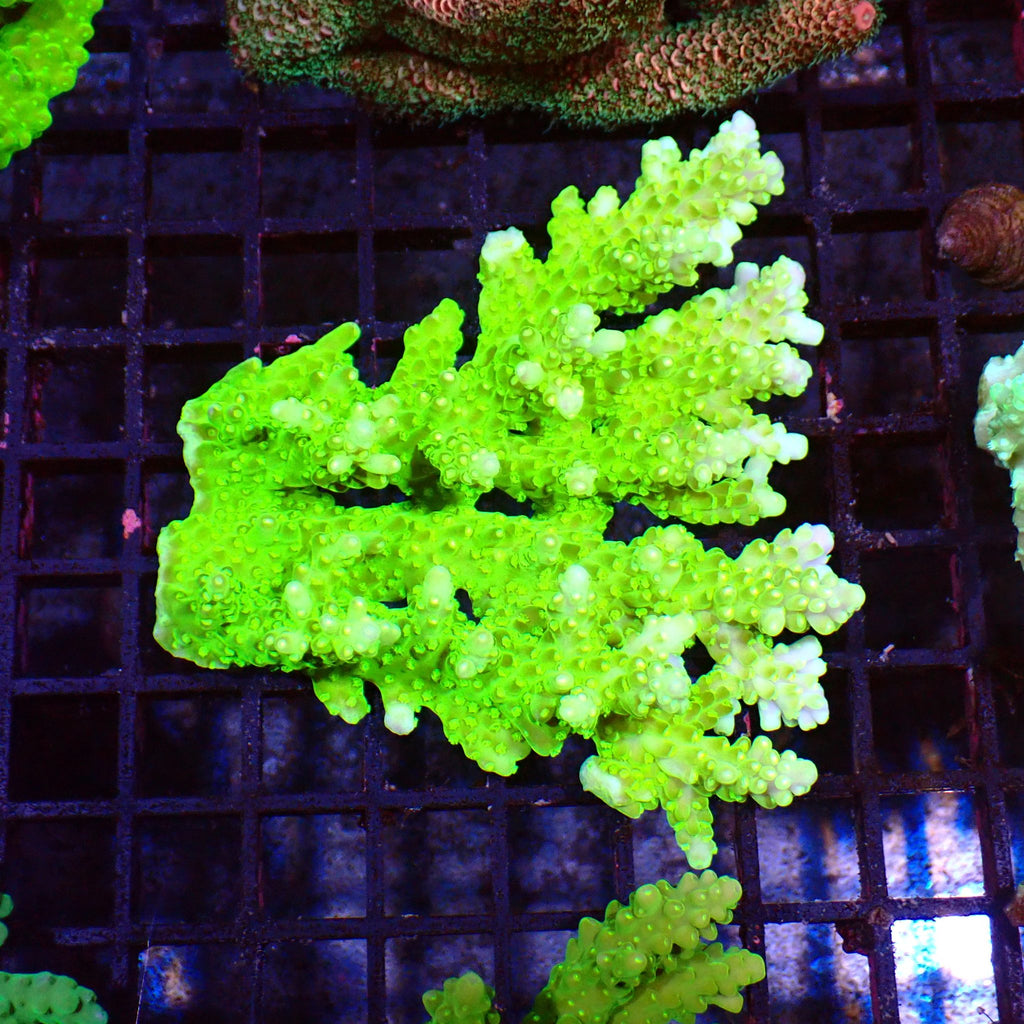 Acropora (SPS) AA009 | Acropora sp. - Red Sea 15K