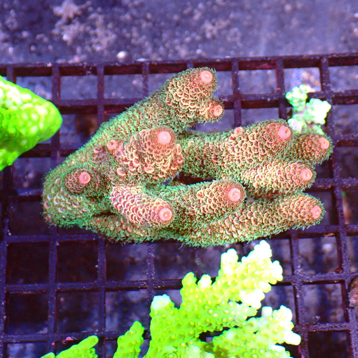 Acropora (SPS) AA010 | Acropora sp. - Red Sea 15K