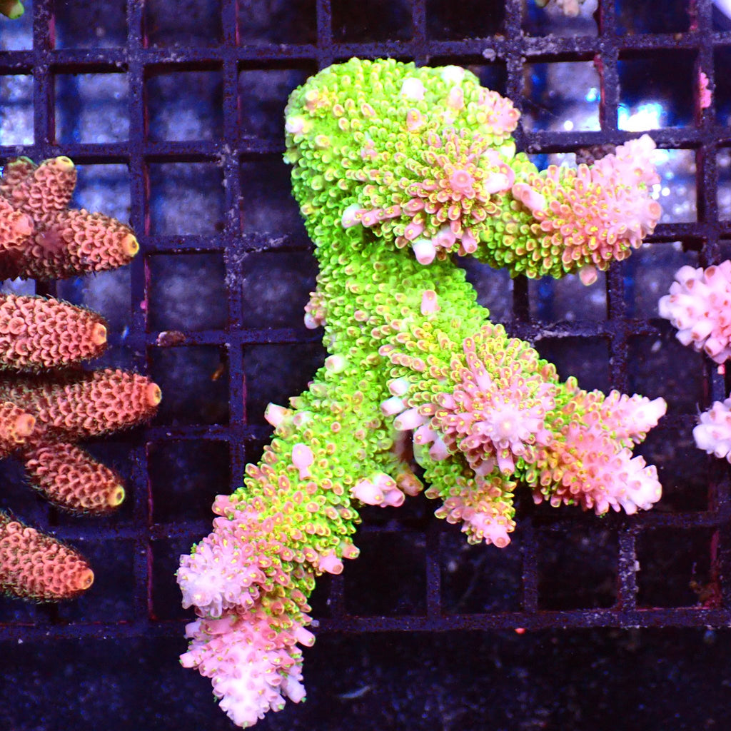 Acropora (SPS) AA011 | Acropora sp. - Red Sea 15K
