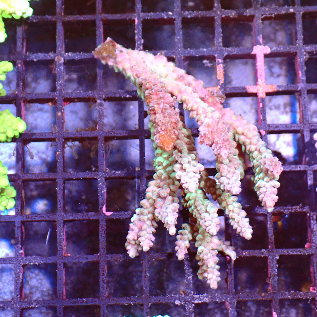 Acropora (SPS) AA012 | Acropora sp. - Red Sea 15K