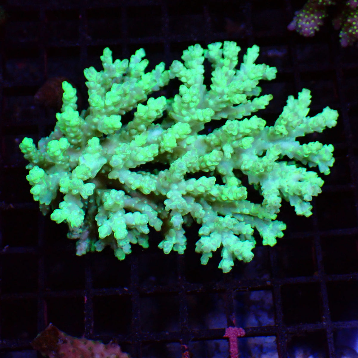 Acropora (SPS) AA013 | Acropora sp. at ← Red Sea 15k