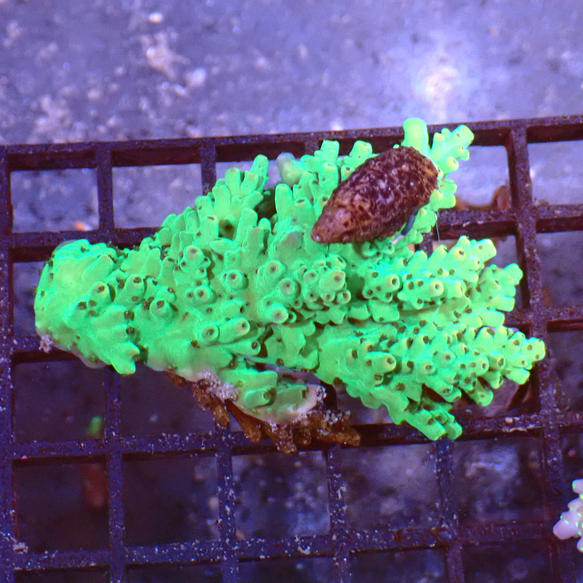 Acropora (SPS) AA014 | Acropora sp. - Red Sea 15K