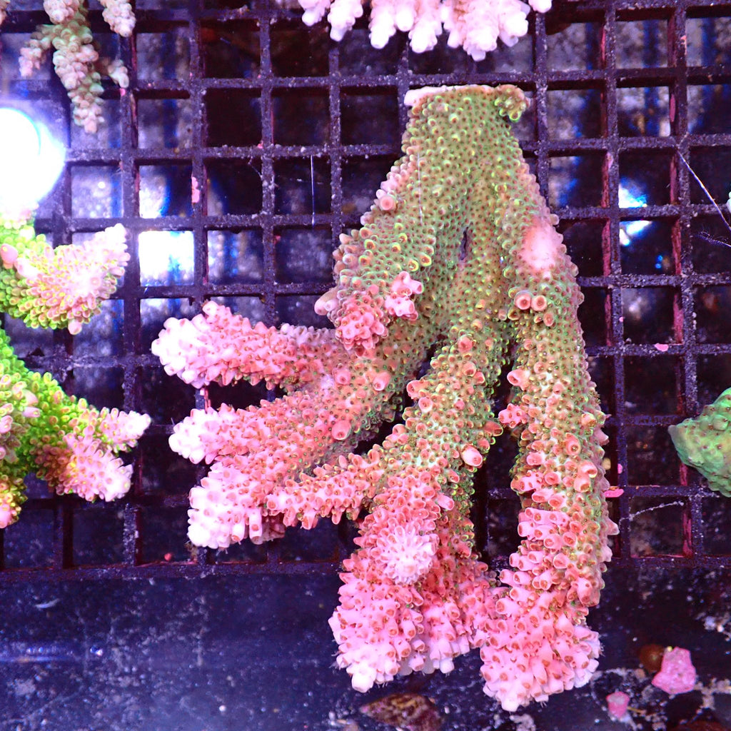 Acropora (SPS) AA015 | Acropora sp. - Red Sea 15K