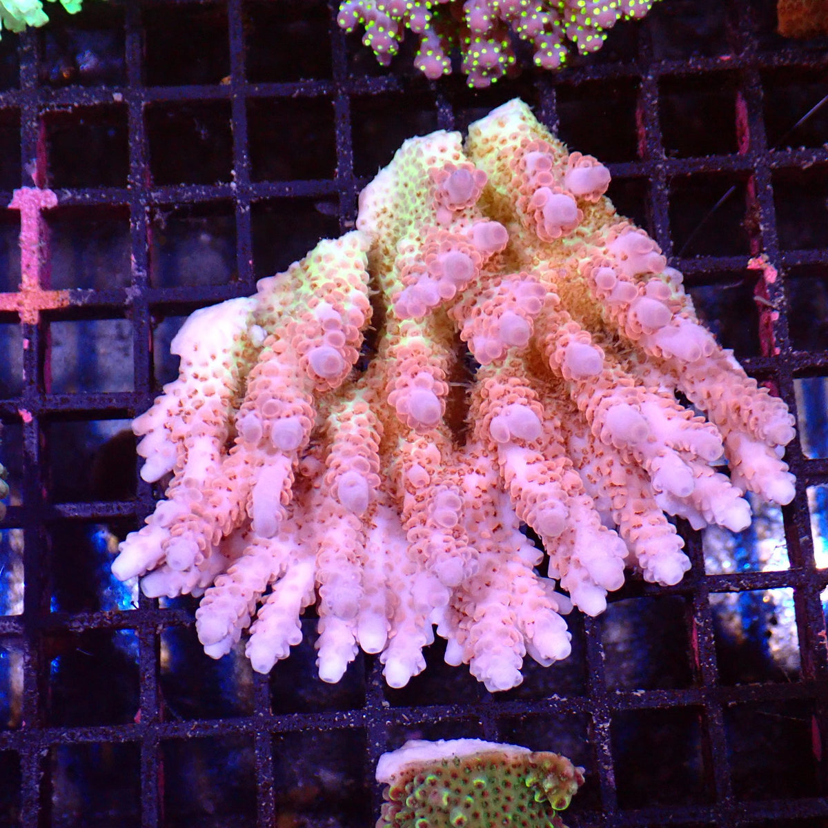 Acropora (SPS) AA016 | Acropora sp. - Red Sea 15K