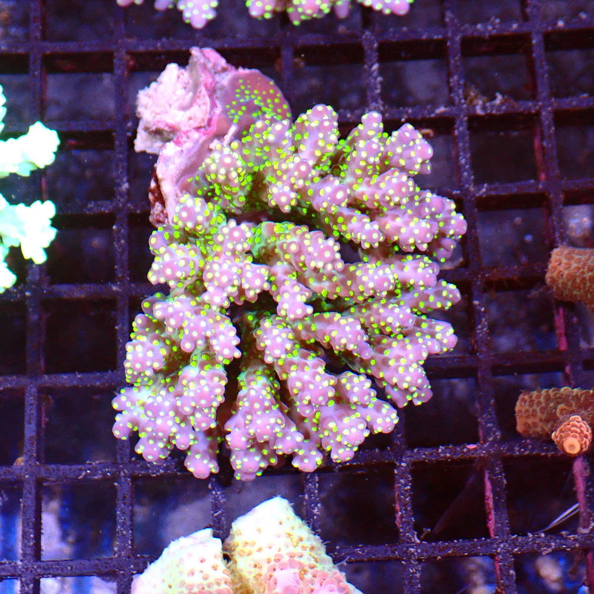 Acropora (SPS) AA017 | Acropora sp. at ← Red Sea 15k