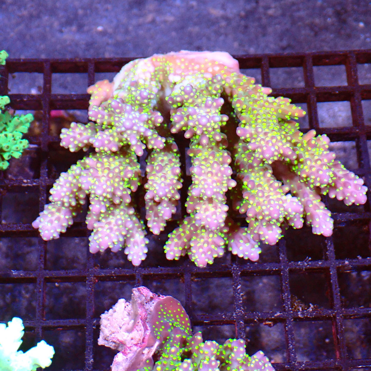 Acropora (SPS) AA018 | Acropora sp. at ← Red Sea 15k