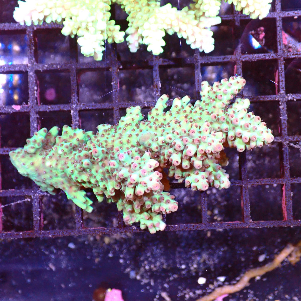 Acropora (SPS) AA019 | Acropora sp. - Red Sea 15K
