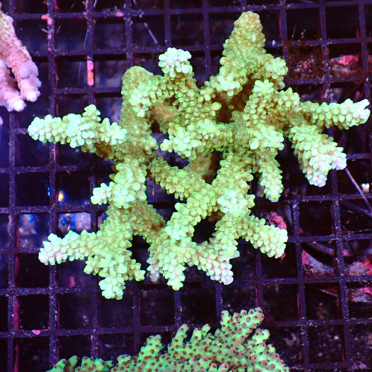 Acropora (SPS) AA020 | Acropora sp. - Red Sea 15K