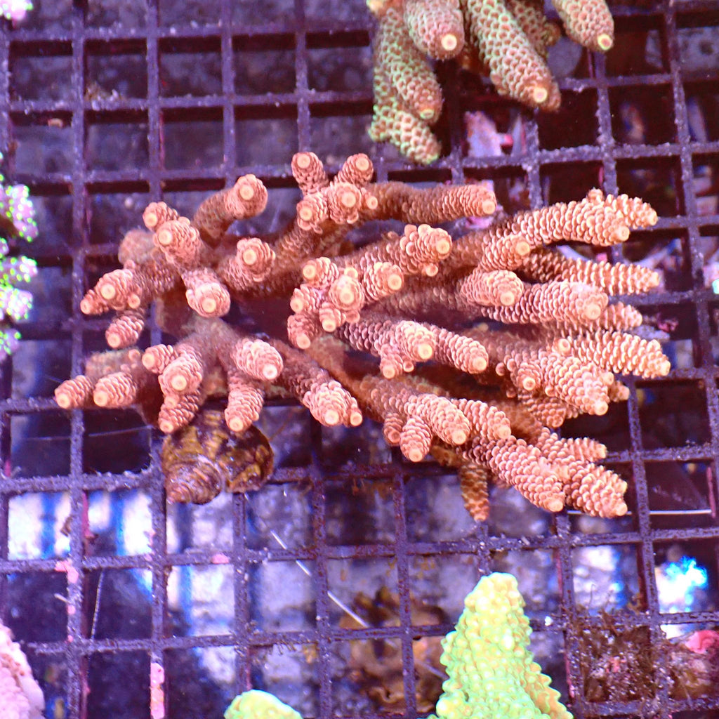 Acropora (SPS) AA021 | Acropora sp. - Red Sea 15K