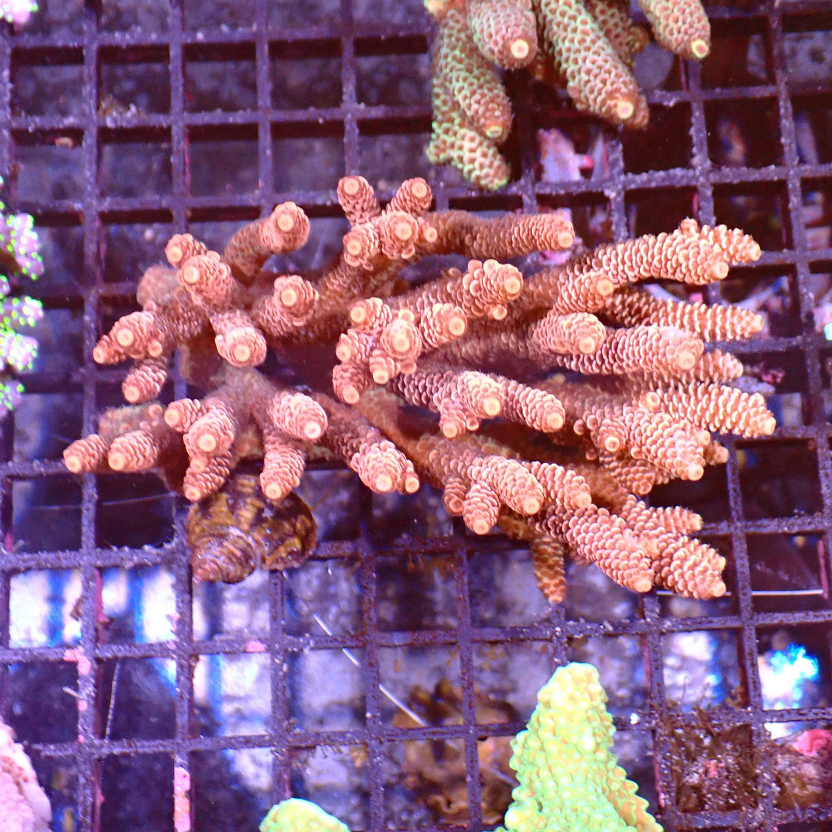 Acropora (SPS) AA021 | Acropora sp. at ← Red Sea 15k