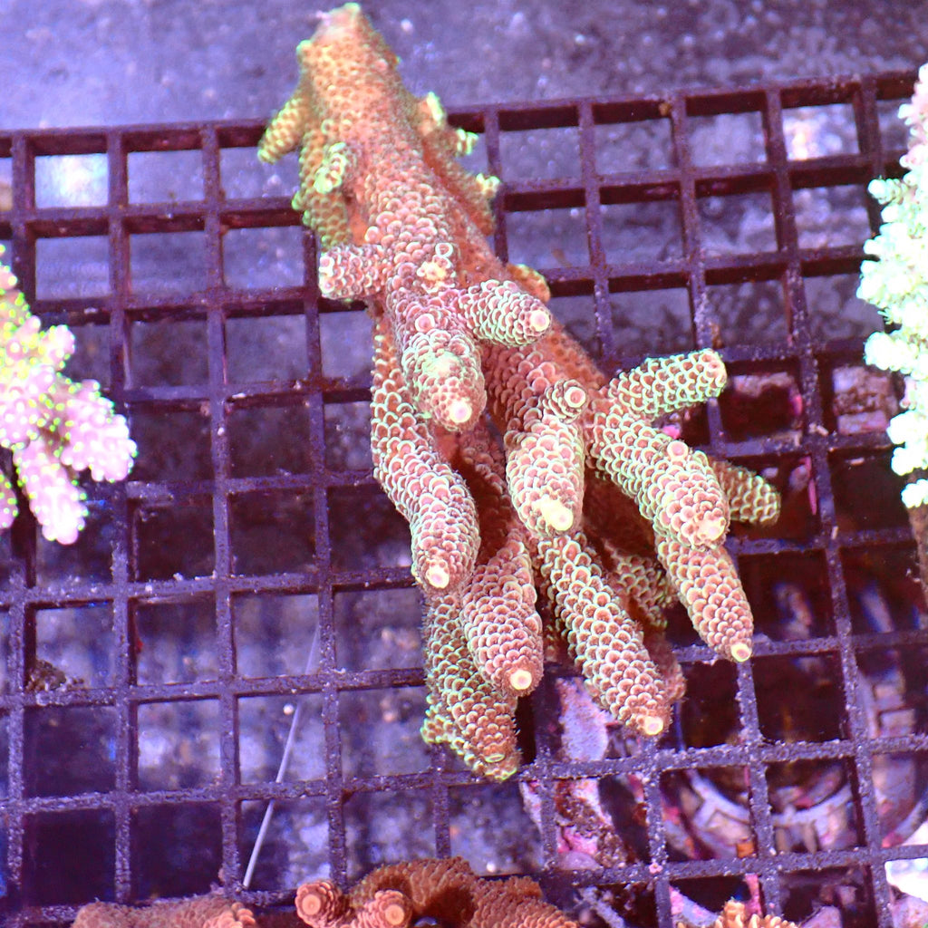 Acropora (SPS) AA022 | Acropora sp. - Red Sea 15K