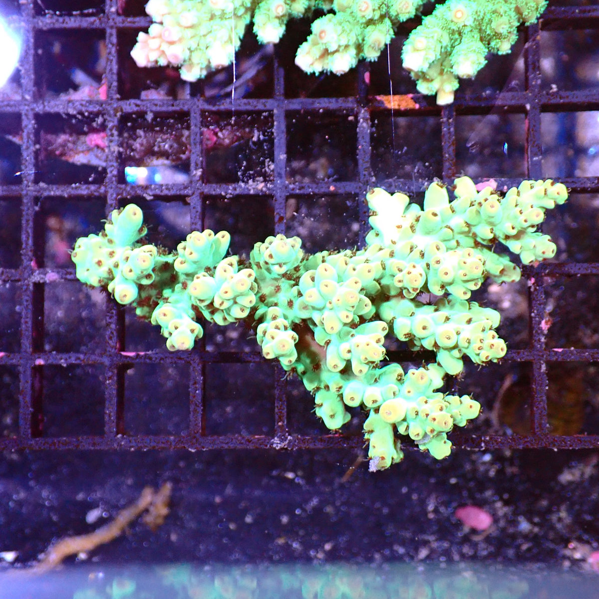 Acropora (SPS) AA023 | Acropora sp. - Red Sea 15K