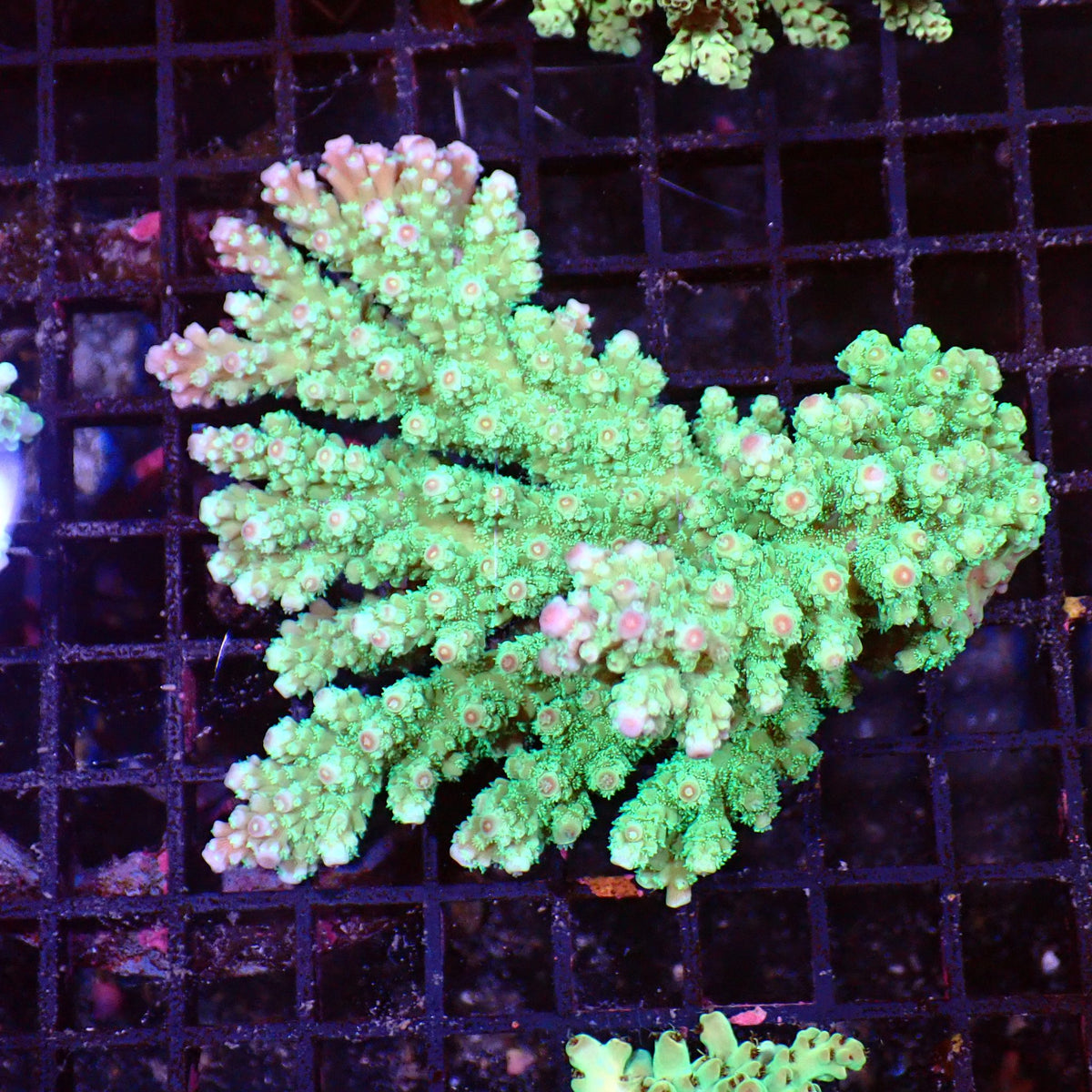 Acropora (SPS) AA024 | Acropora sp. at ← Red Sea 15k