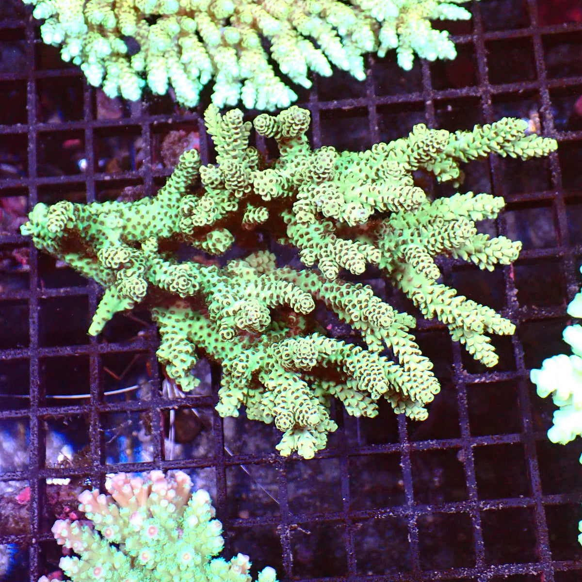 Acropora (SPS) AA025 | Acropora sp. - Red Sea 15K