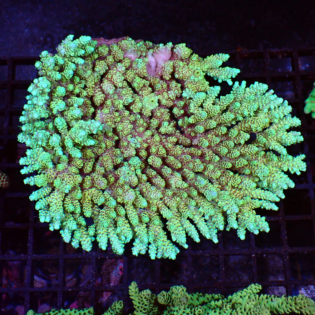 Acropora (SPS) AA026 | Acropora sp. - Red Sea 15K