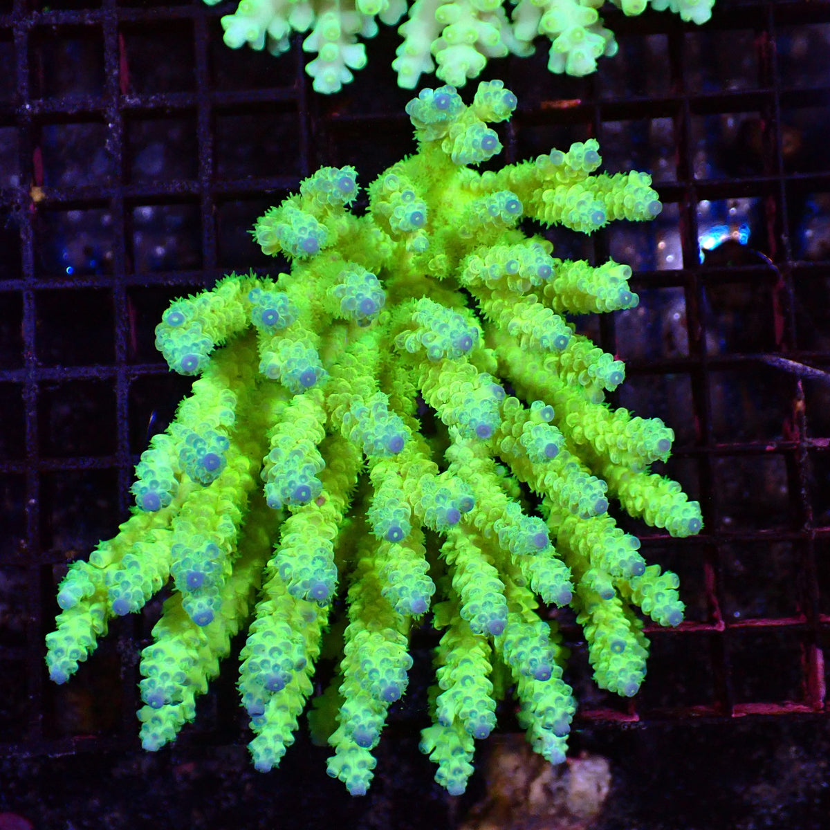 Acropora (SPS) AA027 | Acropora sp. - Red Sea 15K