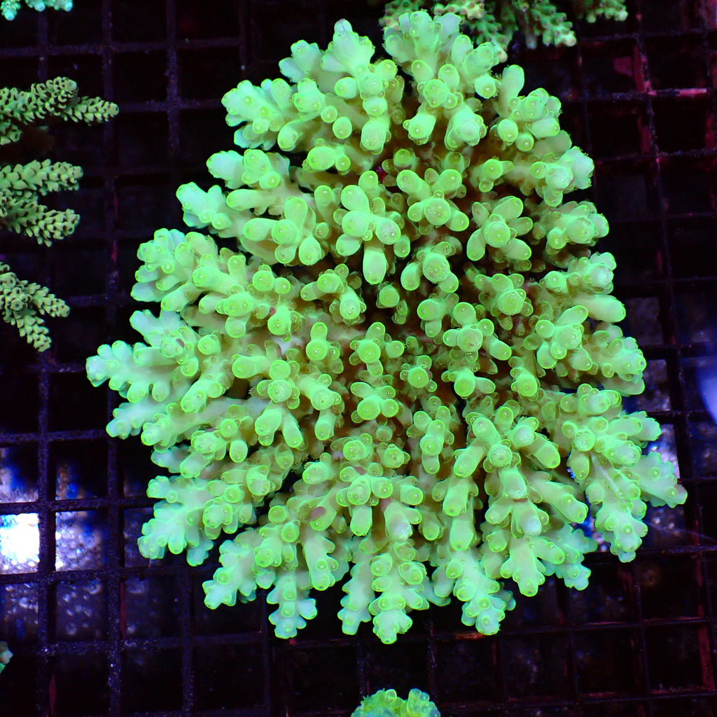 Acropora (SPS) AA028 | Acropora sp. - Red Sea 15K