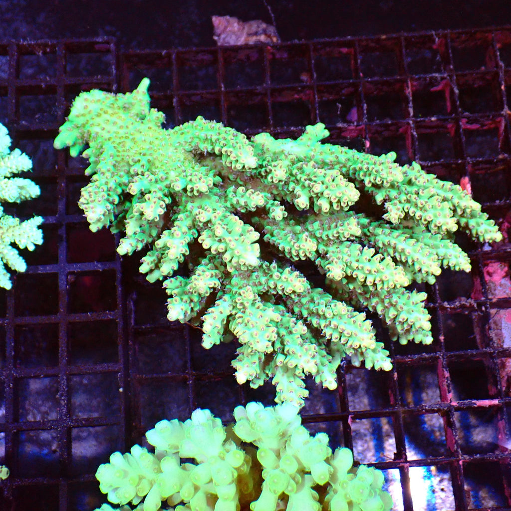 Acropora (SPS) AA029 | Acropora sp. - Red Sea 15K