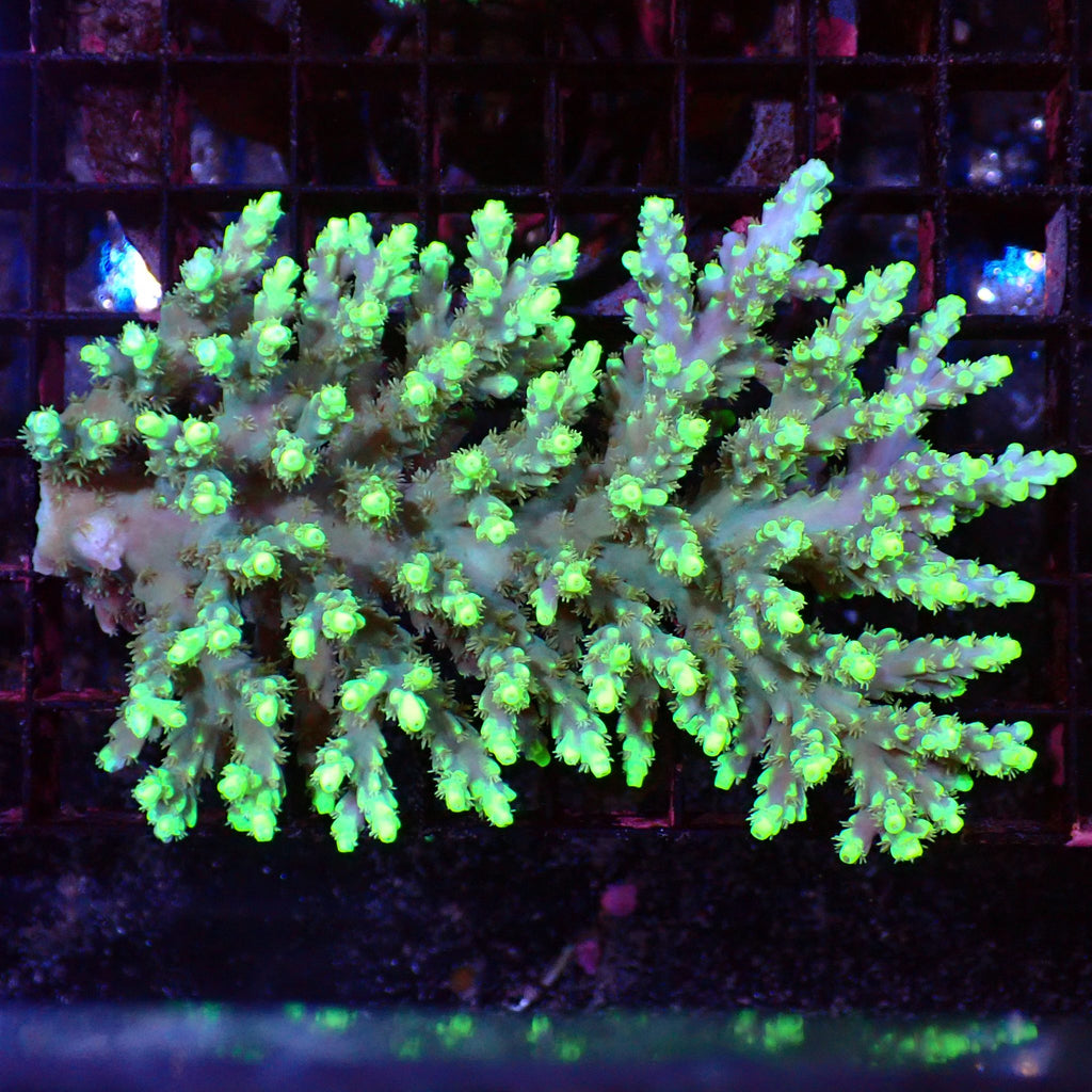 Acropora (SPS) AA030 | Acropora sp. - Red Sea 15K