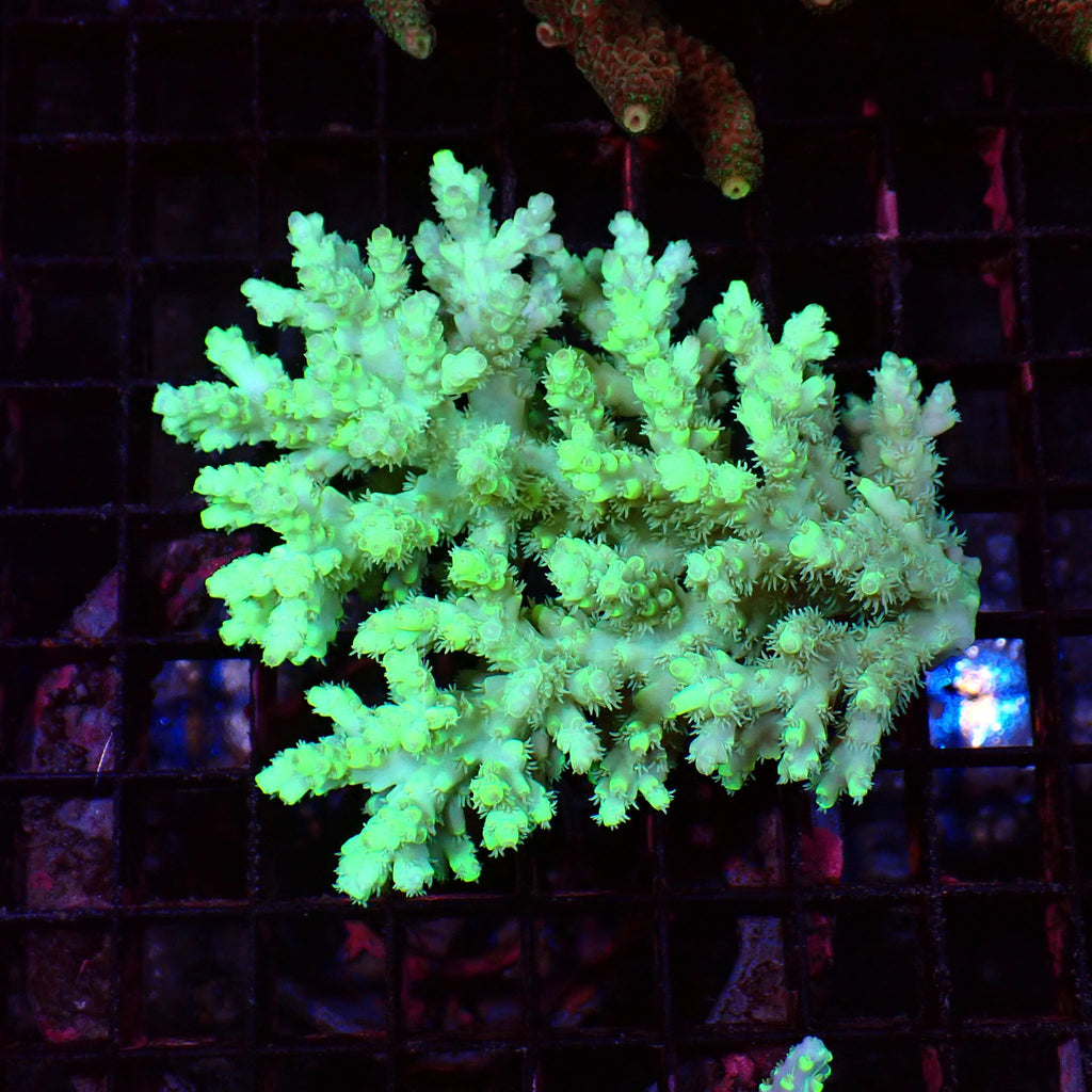 Acropora (SPS) AA031 | Acropora sp. - Red Sea 15K