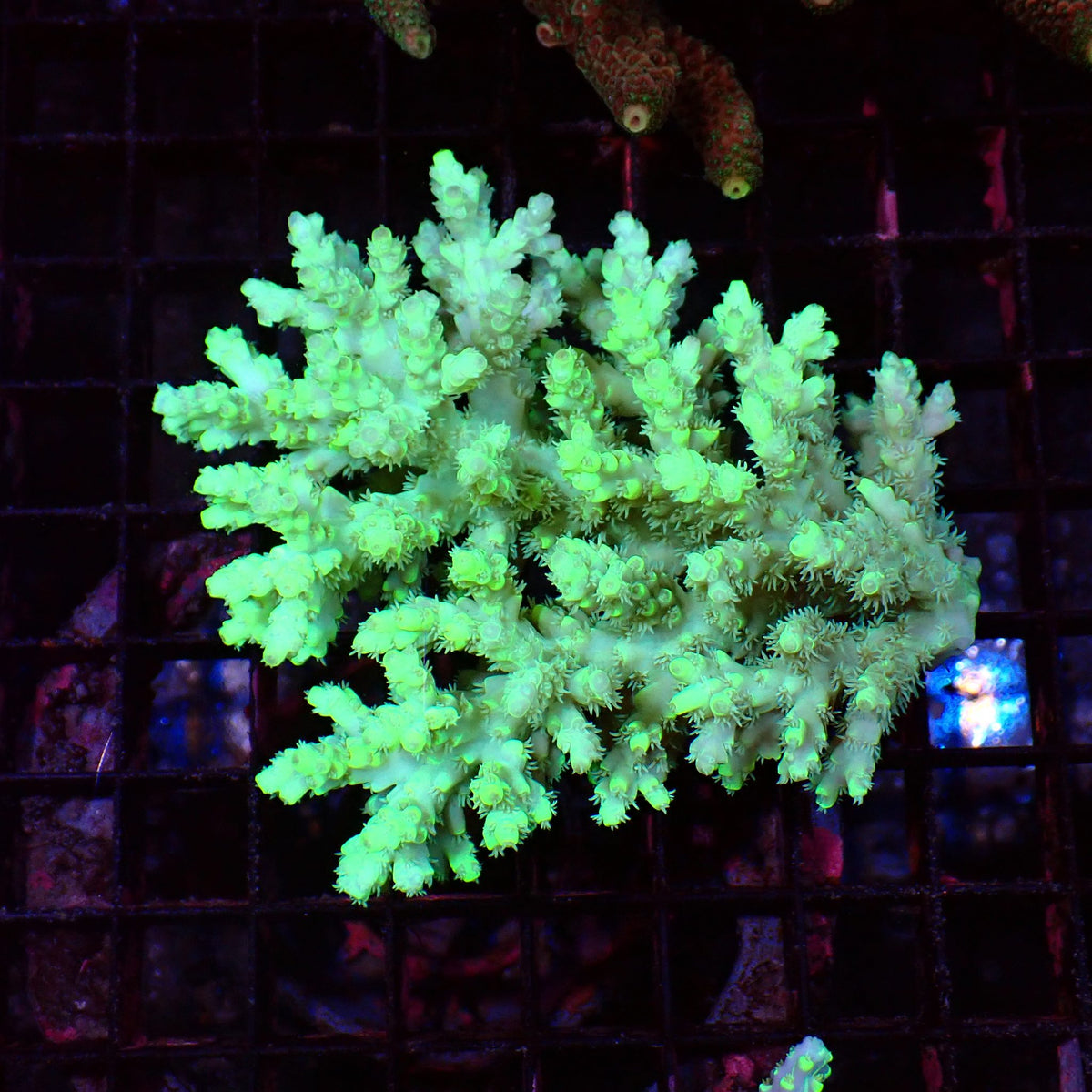 Acropora (SPS) AA031 | Acropora sp. - Red Sea 15K